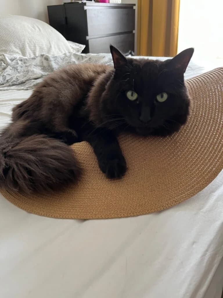 Josie & Balu, schwarz male senior Mixed Breed Cat for adoption at Tierzuflucht