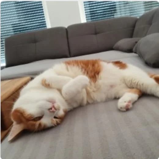 Lucky, male senior Mixed Breed Cat for adoption at Tierzuflucht