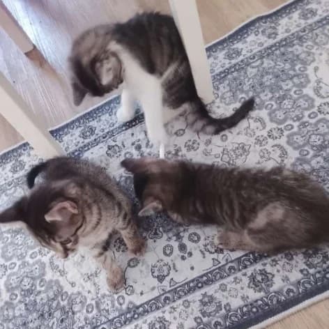 Max, Moritz, Strizi & Strolchi, getigert male puppy Mixed Breed Cat for adoption at Tierzuflucht