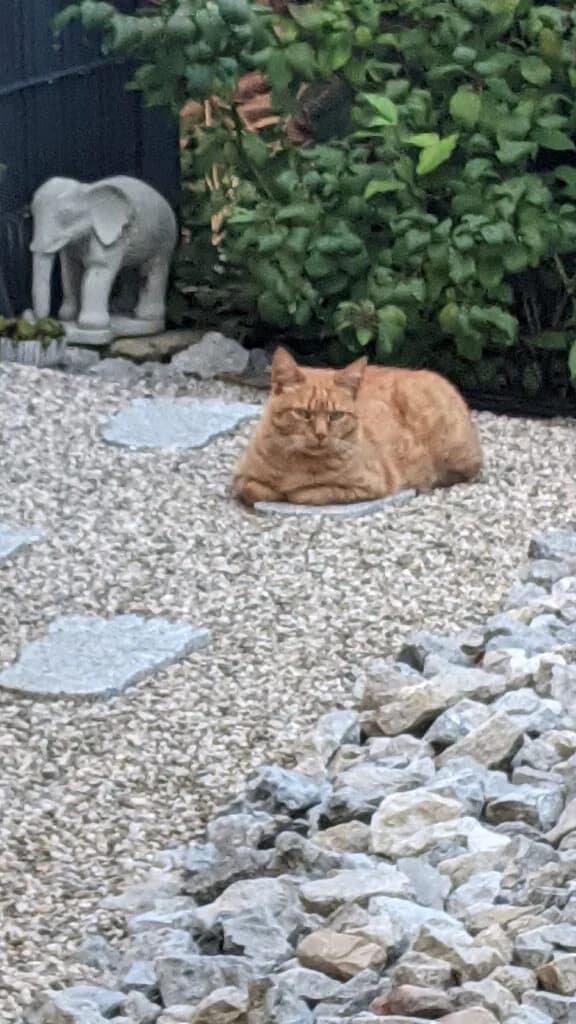 Orpheus, male 6yo Mixed Breed Cat for adoption at Tierzuflucht