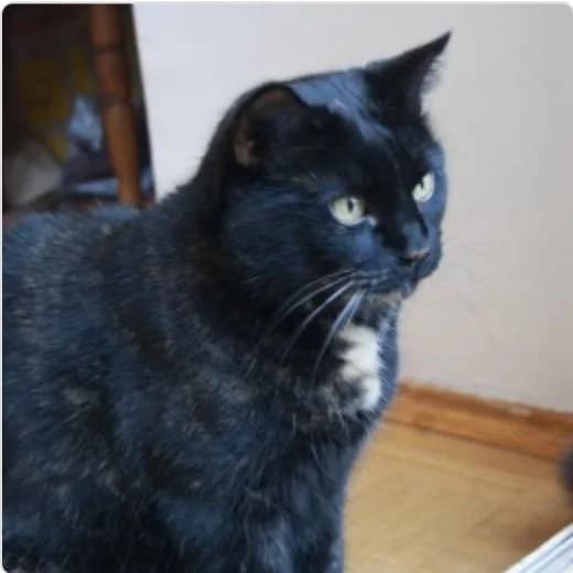 Prinzessin & Joy, weiß female Mixed Breed Cat for adoption at Tierzuflucht