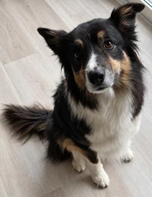 Ronja, female senior Border Collie for adoption at Tierzuflucht