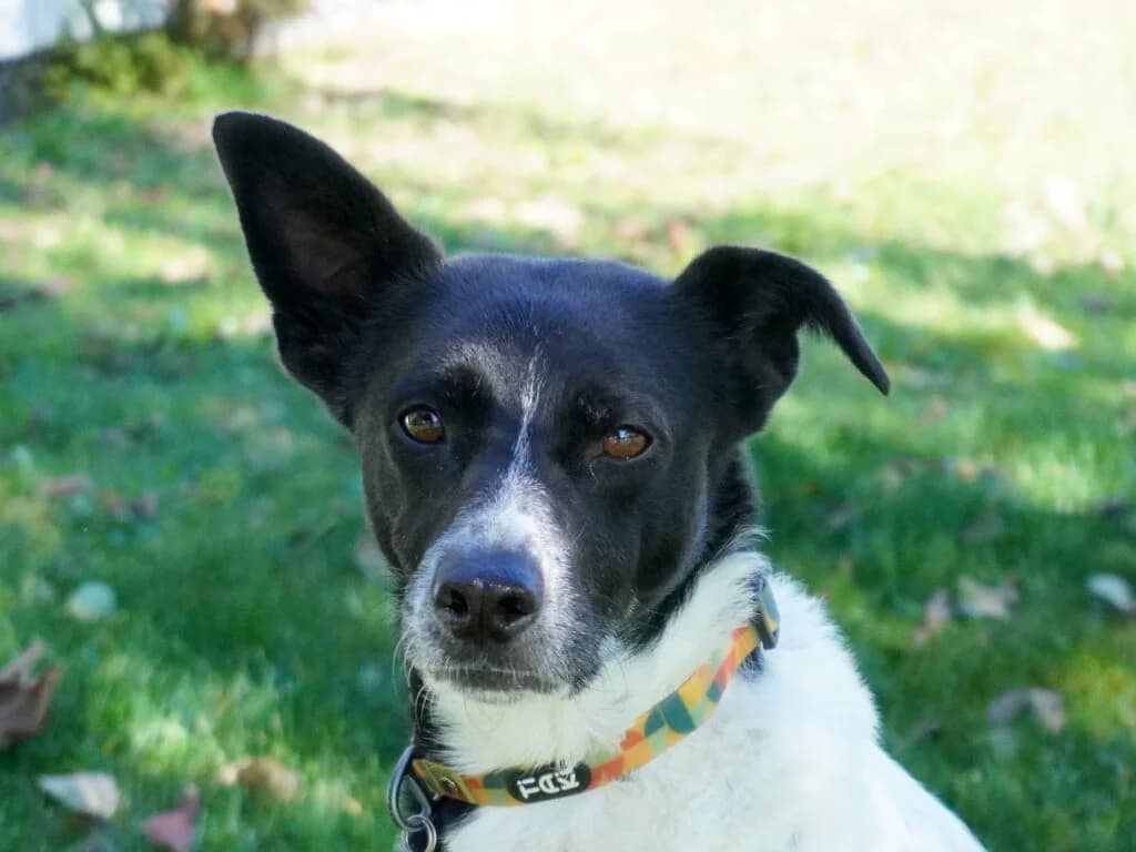 Sara, female 7yo Mixed Breed for adoption at Tierzuflucht