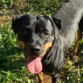 Aika, female Rottweiler for adoption at TIKO Tierschutzkompetenzzentrum, Klagenfurt