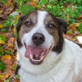 Herkules, male Mixed Breed for adoption at TIKO Tierschutzkompetenzzentrum, Klagenfurt