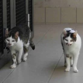 Petzi und Bärli, female mixed breed for adoption at TIKO Tierschutzkompetenzzentrum, Klagenfurt