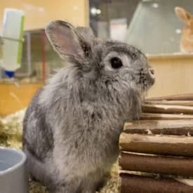 Sigberta, female mixed breed for adoption at TIKO Tierschutzkompetenzzentrum, Klagenfurt
