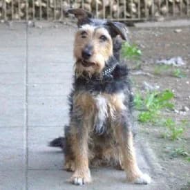 Timmy und Timo, male Mixed Breed for adoption at TIKO Tierschutzkompetenzzentrum, Klagenfurt