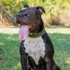 Nola, female American Staffordshire Terrier for adoption at TIKO Tierschutzkompetenzzentrum, Klagenfurt