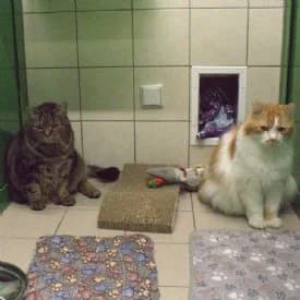 Prince und Redneck, male mixed breed for adoption at TIKO Tierschutzkompetenzzentrum, Klagenfurt