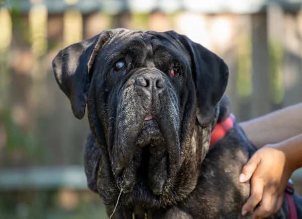 Angelo, 5yo Mixed Breed for adoption at Tierschutzverein St. Pölten, St. Pölten
