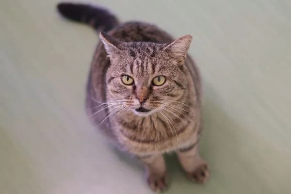 Apollo, 4yo Mixed Breed for adoption at Tierschutzverein St. Pölten, St. Pölten