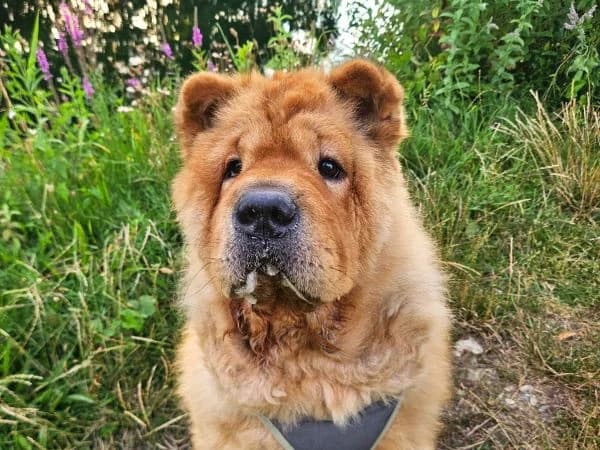 Dagobert, senior Mixed Breed for adoption at Tierschutzverein St. Pölten, St. Pölten