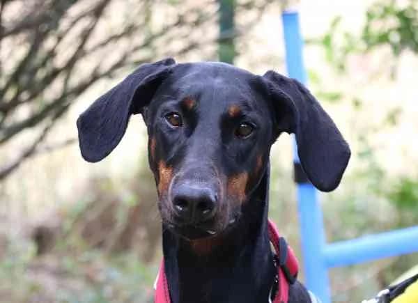 Diva, 5yo Mixed Breed for adoption at Tierschutzverein St. Pölten, St. Pölten