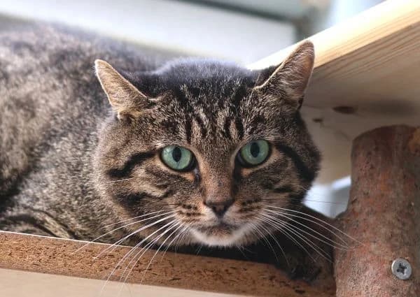 Faun, 5yo Mixed Breed for adoption at Tierschutzverein St. Pölten, St. Pölten