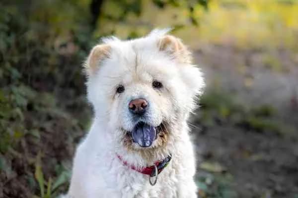 Fini, young Mixed Breed for adoption at Tierschutzverein St. Pölten, St. Pölten