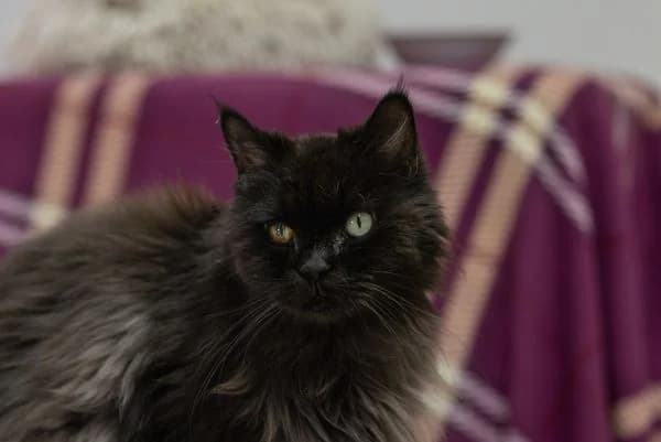 Khaleesi, 7yo Mixed Breed for adoption at Tierschutzverein St. Pölten, St. Pölten