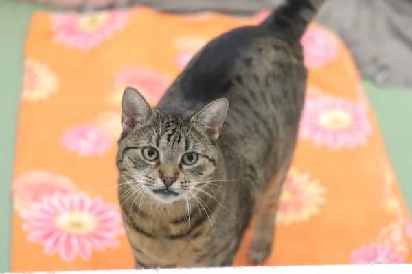 Michl, 7yo Mixed Breed for adoption at Tierschutzverein St. Pölten, St. Pölten