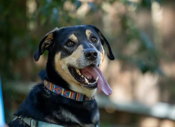 Nils, 5yo Mixed Breed for adoption at Tierschutzverein St. Pölten, St. Pölten