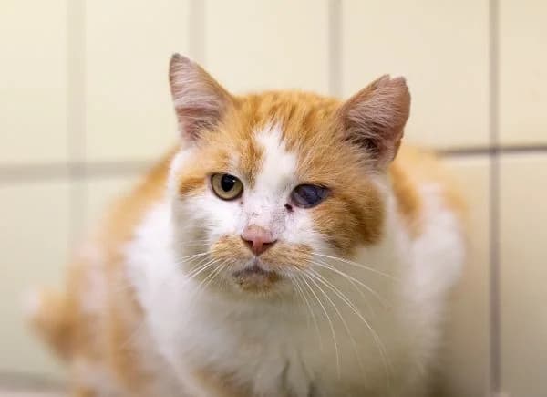 Priester, senior Mixed Breed for adoption at Tierschutzverein St. Pölten, St. Pölten