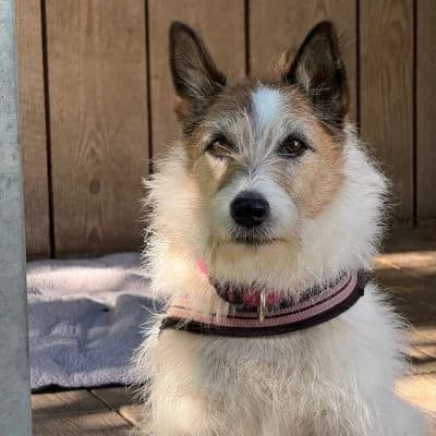 Kalle, male Mixed Breed for adoption at Vorarlberger Tierschutzheim