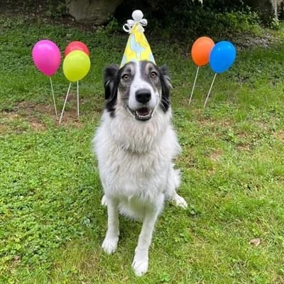 Wilhelm, male 4yo Mixed Breed for adoption at Tierheim Dornbirn, Dornbirn