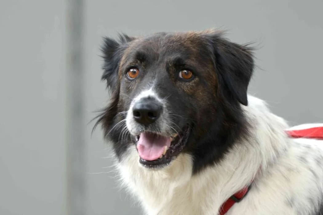 Leni, female Mixed Breed for adoption at Tierschutz Austria, Vienna