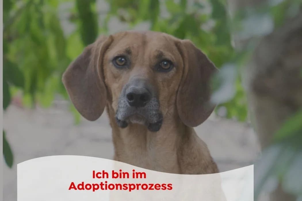 Carlos, male 5yo Mixed Breed for adoption at Wiener Tierschutzverein, Vienna