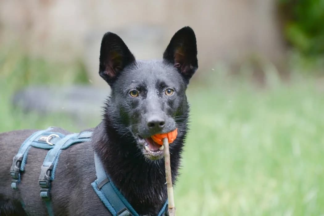 Remmy, male young Mixed Breed for adoption at Wiener Tierschutzverein, Vienna