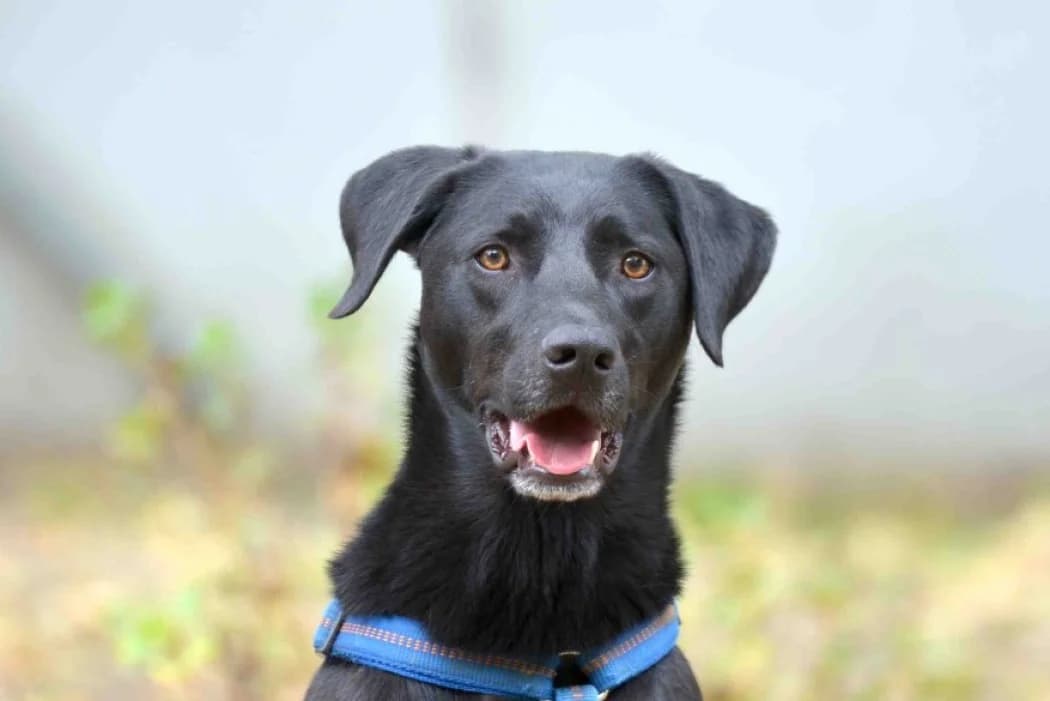 Fredi, male Mixed Breed for adoption at Tierschutz Austria, Vienna