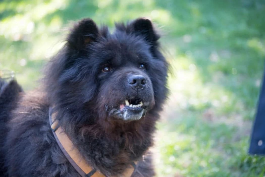 Bambo, male mixed breed for adoption at Tierschutz Austria, Vienna