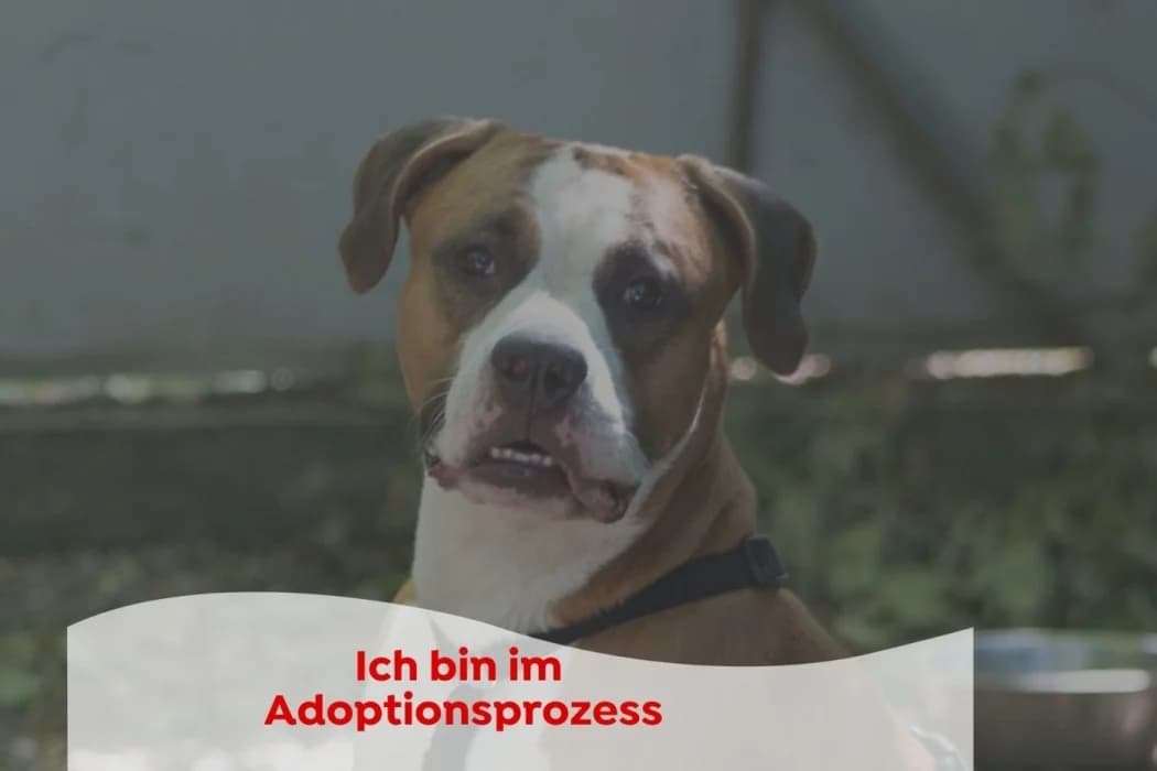 CJ, male Mixed Breed for adoption at Tierschutz Austria, Vienna