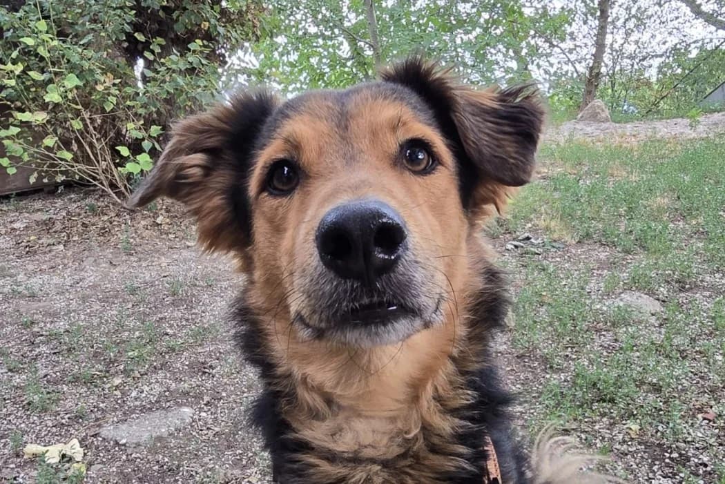Willy, male Mixed Breed for adoption at Tierschutz Austria, Vienna