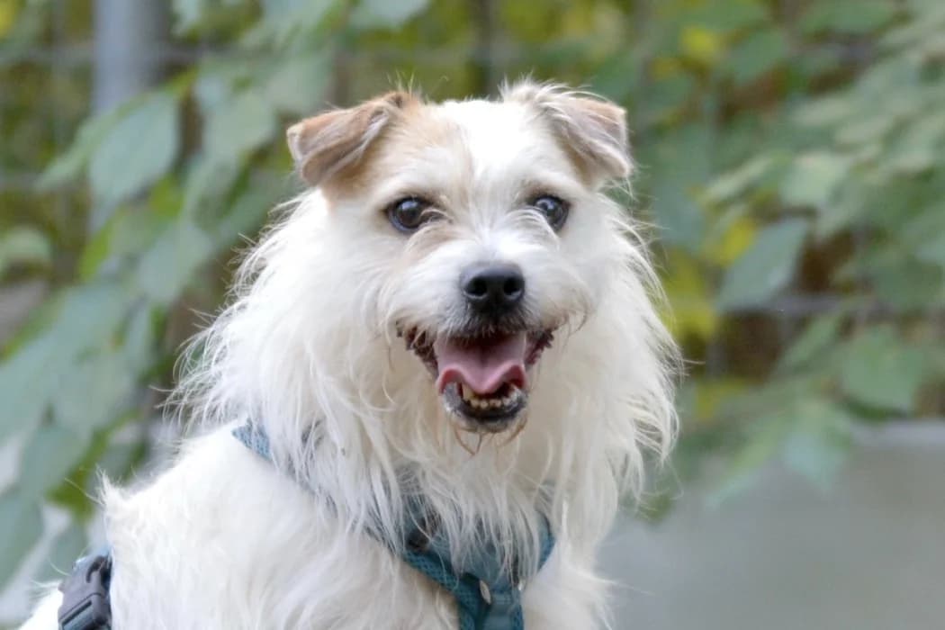 Shrimpy, male 5yo Mixed Breed for adoption at Tierschutz Austria, Vienna