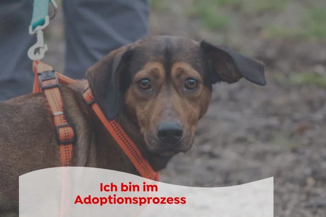 Jonny, male 4yo Mixed Breed for adoption at Tierschutz Austria, Vienna