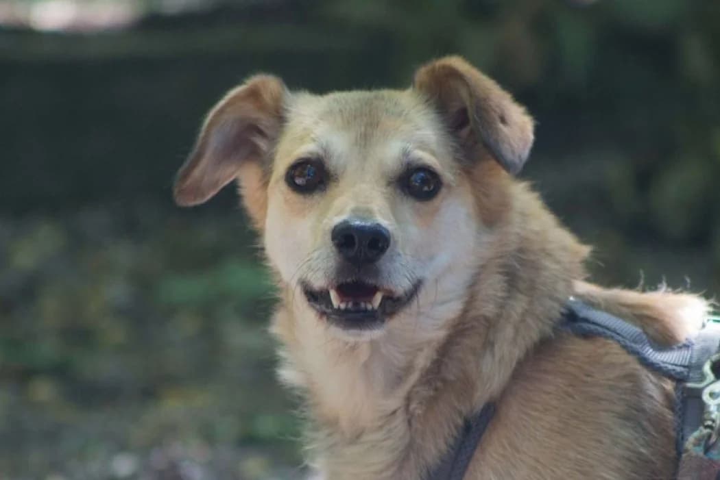 Alani, female senior Mixed Breed for adoption at Tierschutz Austria, Vienna