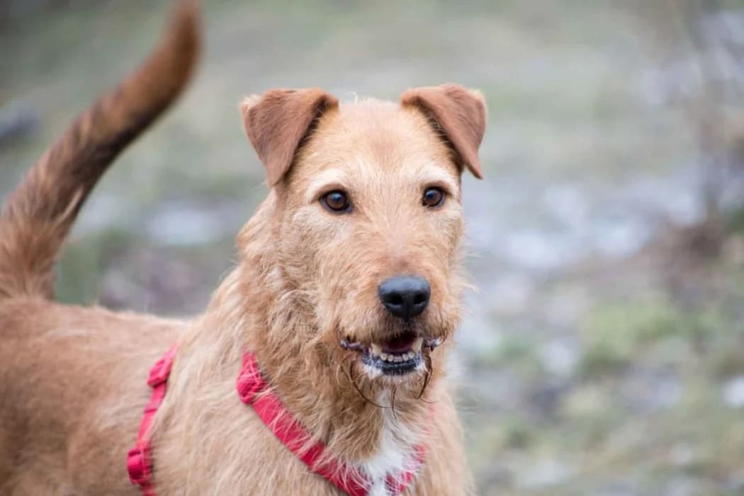 Mokka, male 7yo Mixed Breed for adoption at Tierschutz Austria, Vienna