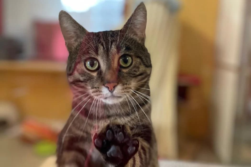 Simba, male 5yo Mixed Breed Cat for adoption at Tierschutz Austria, Vienna