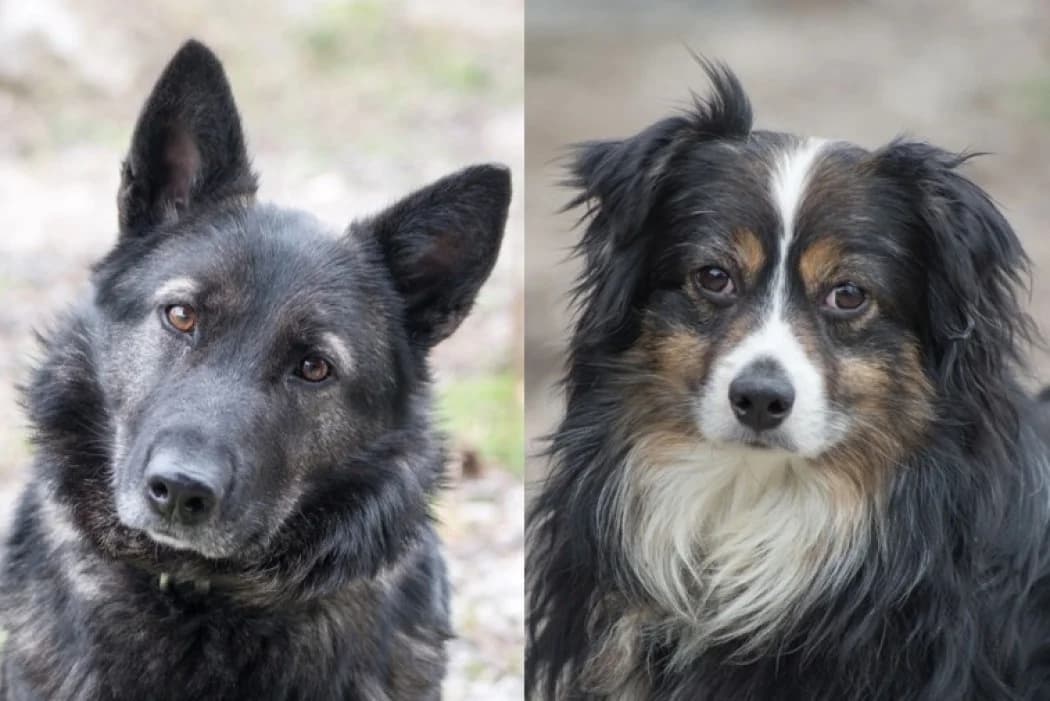 Navin + Nanda, male 7yo Mixed Breed for adoption at Tierschutz Austria, Vienna