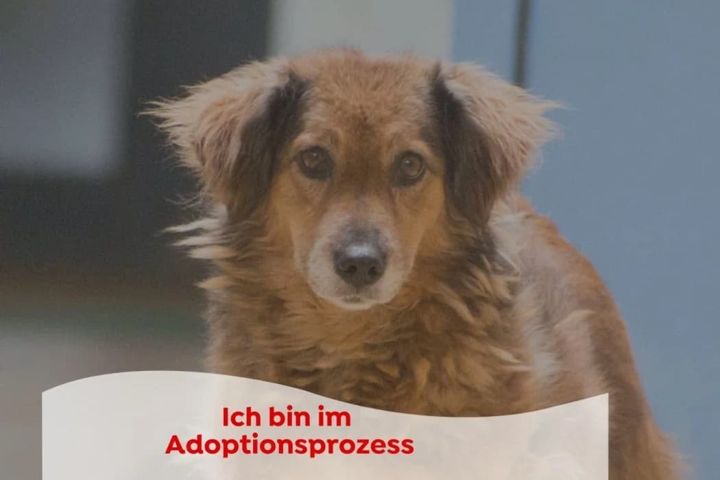 Pauline, female 5yo Mixed Breed for adoption at Wiener Tierschutzverein, Vienna