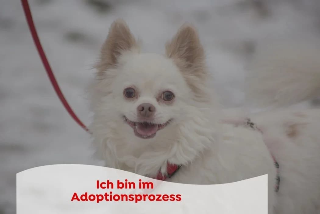 Dolce, male senior Chihuahua for adoption at Wiener Tierschutzverein, Vienna