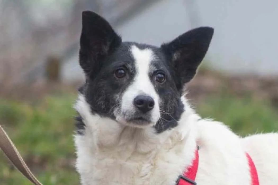 Mami, female 4yo Mixed Breed for adoption at Tierschutz Austria, Vienna