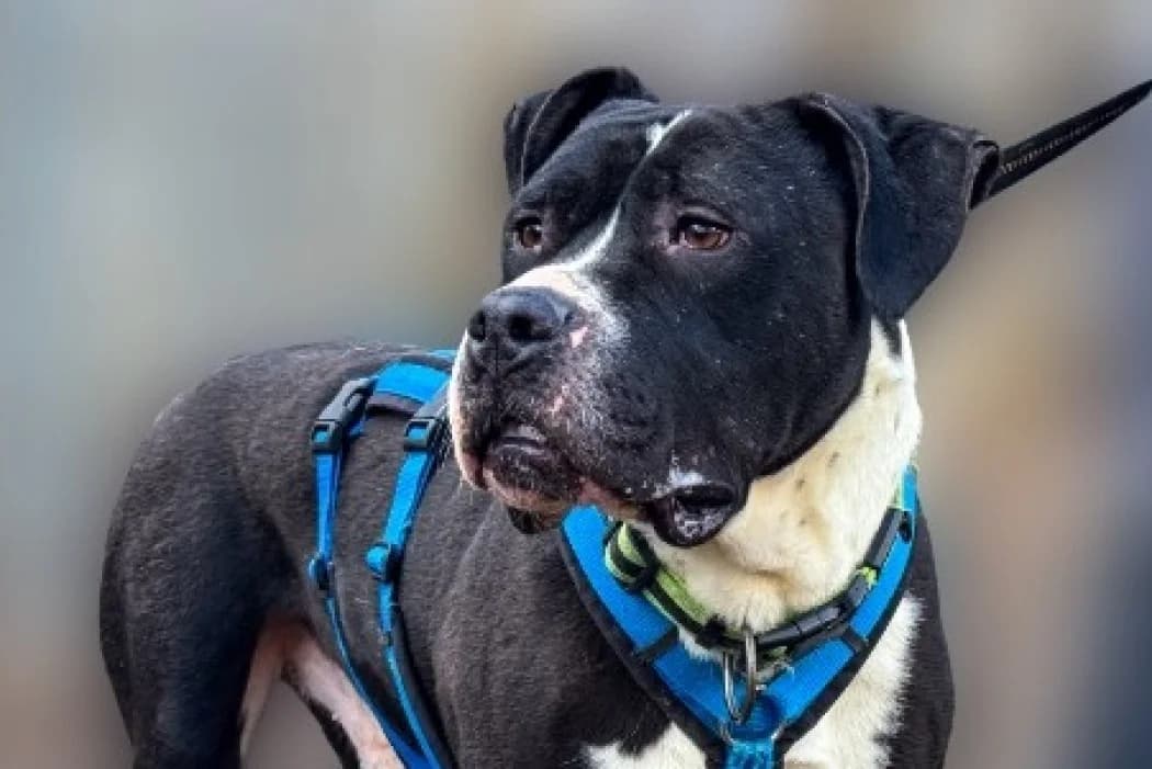 Avalon, male 6yo American Staffordshire Terrier for adoption at Wiener Tierschutzverein, Vienna