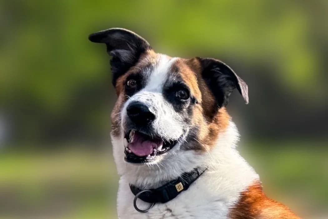 Iron, male senior Mixed Breed for adoption at Wiener Tierschutzverein, Vienna