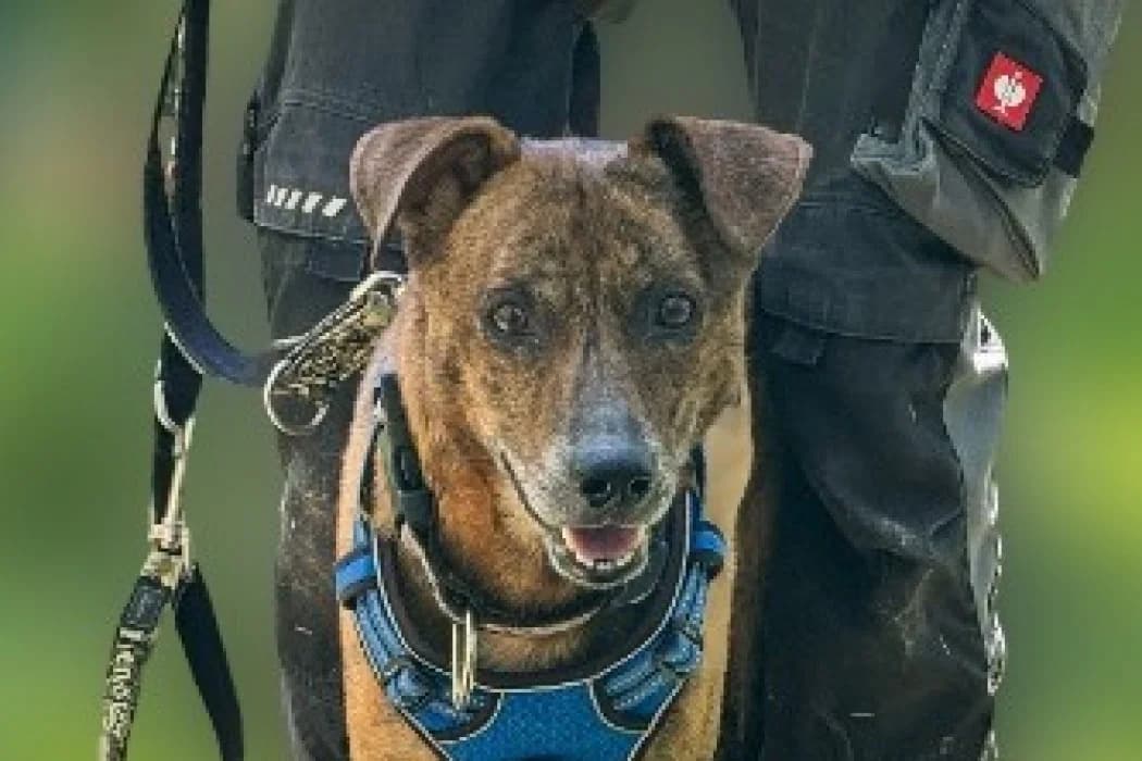 Rusty, male senior Mixed Breed for adoption at Wiener Tierschutzverein, Vienna