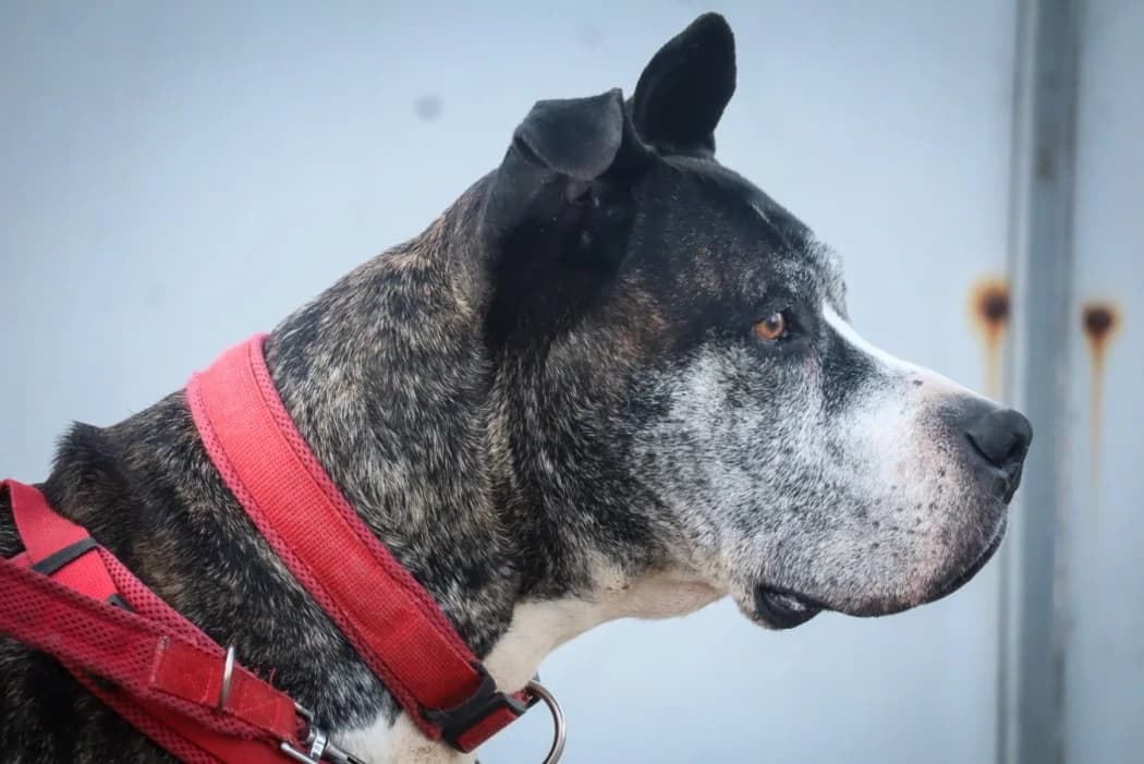 Benjamin, male Mixed Breed for adoption at Tierschutz Austria, Vienna