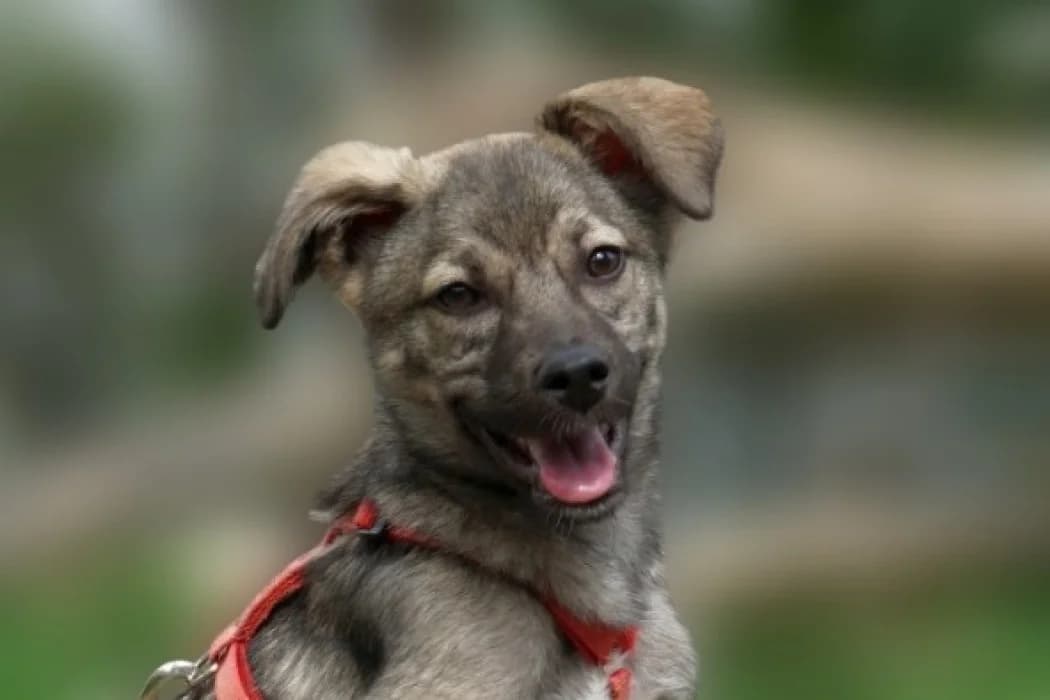 Mex, male young Mixed Breed for adoption at Wiener Tierschutzverein, Vienna