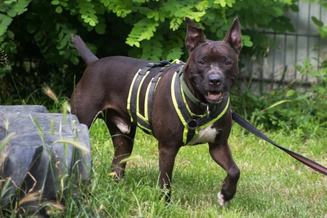 Coco, male senior Staffordshire Bull Terrier for adoption at Wiener Tierschutzverein, Vienna