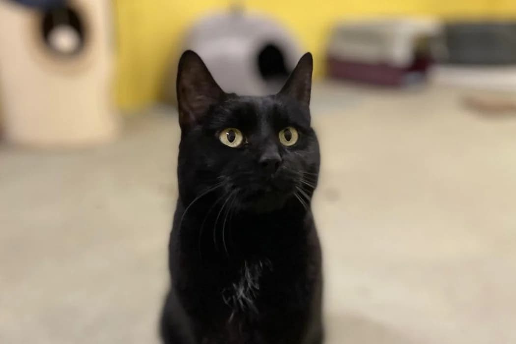 Ita, female senior Mixed Breed Cat for adoption at Wiener Tierschutzverein, Vienna