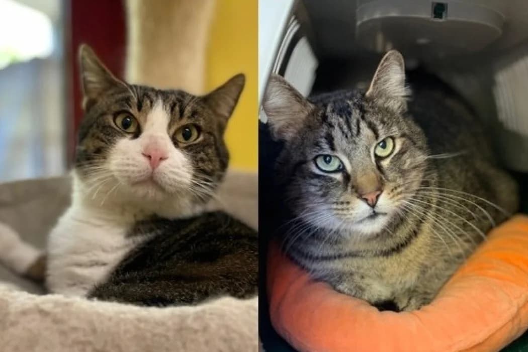 Miki + Ragnar, braun male young Mixed Breed Cat for adoption at Wiener Tierschutzverein, Vienna